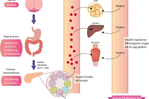 Diagrammet visar hur kroppen hanterar glukos. Vid diabetes kan detta system störas, vilket påverkar hur kroppen tar upp glukos, även från källor som kokossocker.