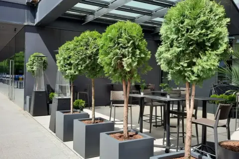 Krzewy w donicach przed domem tworzą zieloną alejkę. W tle stoliki i krzesła restauracyjne.