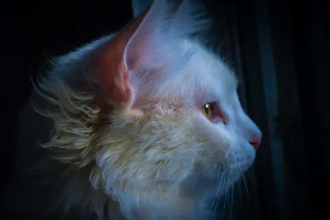 Gato blanco de ojos ámbar mira fijamente en la oscuridad. ¿Cómo callar a un gato por la noche?