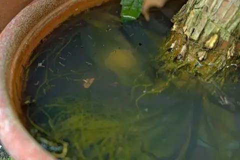 Dans un pot de fleurs, l'eau stagnante abrite de nombreuses larves de moustiques, se déplaçant parmi les racines et les débris végétaux.