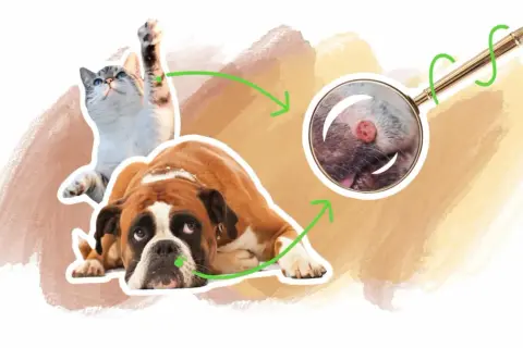 Un chat et un chien boxer sont représentés. Une loupe zoome sur une verrue sur la patte du chien.