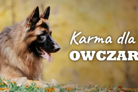 Ile suchej karmy dla owczarka niemieckiego - unikaj błędów w karmieniu