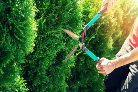 Gartenarbeit: Hände formen mit einer Heckenschere Thuja zu perfekten Kugeln.