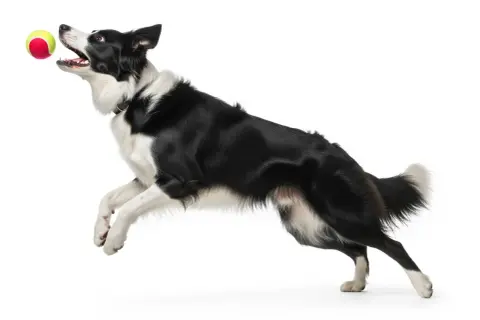 Czarny pies rasy border collie skacze po piłkę. Jego pysk jest otwarty, a oczy skupione na celu. To prawdziwy **cestal** w akcji!