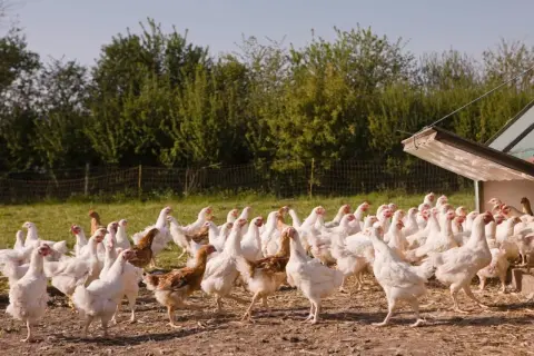 Un gruppo di galline bianche e marroni si muove liberamente in un recinto per l'allevamento galline all'aperto, con un pollaio sullo sfondo.