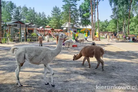 Urocze lamy spacerują po mini zoo. W tle widać plac zabaw i inne zwierzęta, ale niedźwiedzia nie ma.