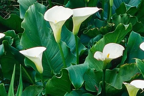 Plusieurs arums blancs en pleine terre, leurs corolles élégantes se dressent fièrement parmi de larges feuilles vertes.