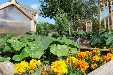 Un potager luxuriant avec des courges, des choux et des œillets d'Inde éclatants. Une serre en bois et une tonnelle complètent ce paysage verdoyant.