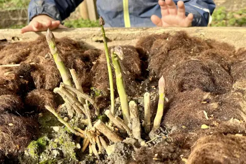 Endlich wieder Spargelzeit! Junge Spargelspitzen wachsen aus der Erde, bedeckt mit braunem Mulch. Ein Kind streckt neugierig die Hand aus.