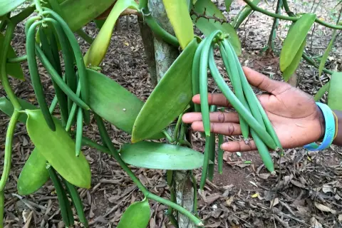 Grüne Vanilleschoten hängen an einer Pflanze. Eine Hand hält einige Schoten, ein Hinweis darauf, wo wird Vanille angebaut.