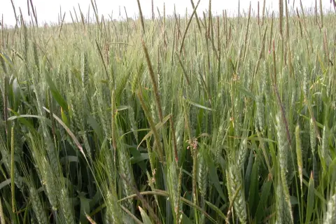 Champ de blé vert, avec des épis de **levto wg** se mêlant aux tiges. La lumière du jour éclaire doucement le paysage.