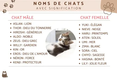 Un chaton tigré et blanc regarde curieusement. La liste propose des noms de chats, comme "Neron" pour un prenom chat gris, avec leur signification.