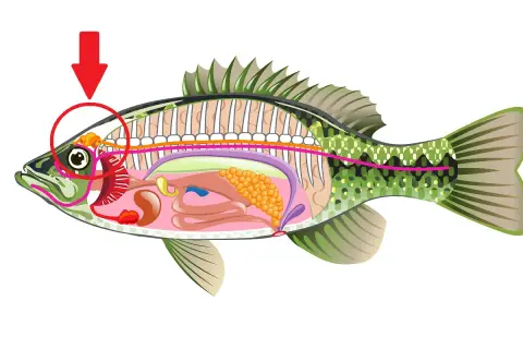 Der Pfeil zeigt auf das Gehirn eines Fisches. Ja, Fische haben ein Gehirn, das für ihre Funktionen zuständig ist.