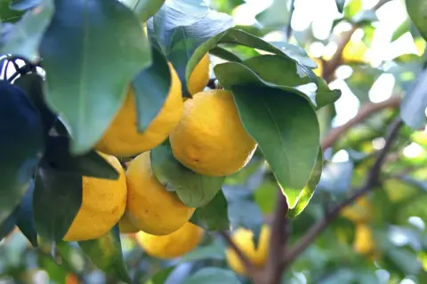 Yuzu que es: cítricos amarillos colgando de una rama, con hojas verdes y luz solar brillante.
