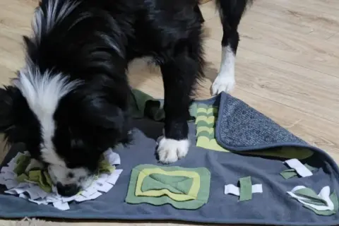 Perro negro y blanco olfateando una alfombra de actividades con diferentes texturas y pliegues, ideal para juegos de olfato para perros.