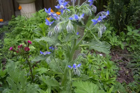 Eine blaue borretsch pflanze mit sternförmigen Blüten und behaarten Blättern wächst im Garten.
