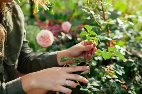 Händer som förbereder en rosstickling, redo att användas med rotstimulerande medel för att främja ny tillväxt i trädgården.