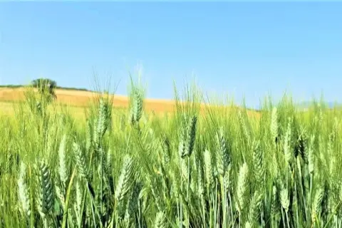 Jakie dawki nawozu na pszenicę zapewnią najwyższe plony i zdrowie roślin?