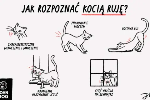 Kiedy pierwsza ruja u kotki? Objawy, pomoc i sterylizacja