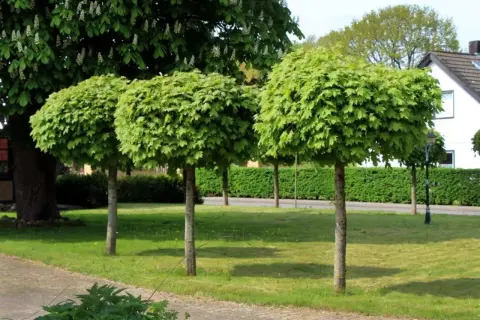 Tre alberi con chioma sferica e folta, uno più grande con fiori bianchi sullo sfondo. Diversi tipi di alberi in un parco curato.