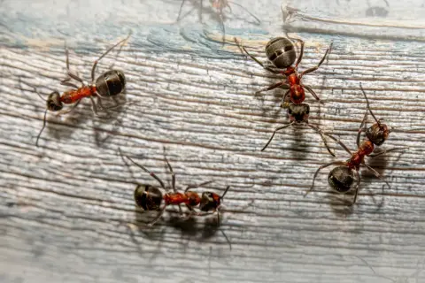 Mrówki w ogrodzie? Skuteczne metody: naturalne i chemiczne
