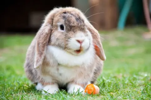 Conejo de orejas caídas con un trozo de zanahoria, curioso sobre cuanto vive un conejo.