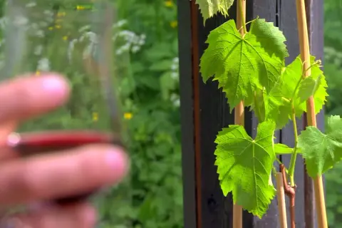 Gröna vinrankor i Sverige, med en suddig hand som håller ett glas rött vin i förgrunden.