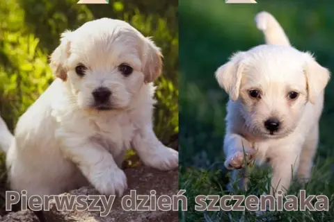 Szczeniak w domu? Jak zająć się nim od A do Z bez stresu