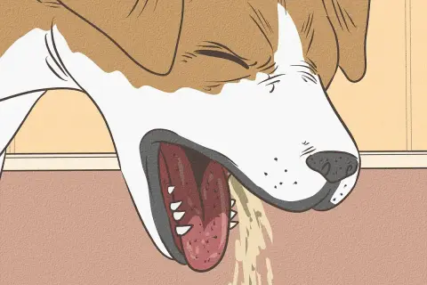 Illustration showing a dog's head with its mouth open, tongue hanging out, and drooling. This image is part of a dog dehydration chart.