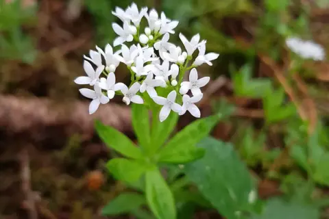 Kleine weiße Blüten und grüne Blätter – so lässt sich Waldmeister erkennen. Ein zarter Duft liegt in der Luft.