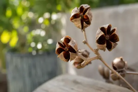 Fleurs fanées du lilas des Indes, leurs capsules ouvertes révèlent une étoile brune. Faut-il couper ces vestiges pour la prochaine floraison ?