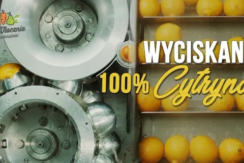 Wyciskanie 100% cytryny. Zobacz, ile cytryn na litr soku powstaje w naszej naturalnej tłoczni.