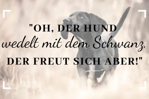 Ein schwarzer Hund bellt und wedelt mit dem Schwanz, er freut sich!