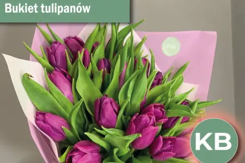 Fioletowe tulipany, idealne kwiaty na przeprosiny, pięknie ułożone w bukiecie.