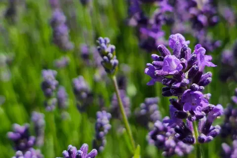 Nahaufnahme von Lavendelblüten. Die Lavendel Wirkung auf die Haut ist beruhigend und entzündungshemmend.