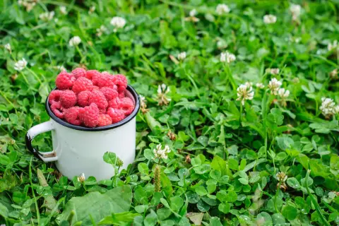 Maliny Polana: Cięcie dla obfitych zbiorów. Kiedy i jak?