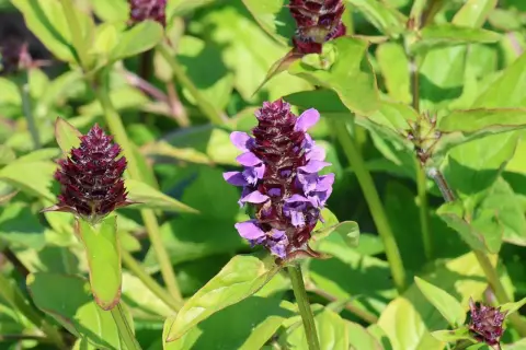 Kleine braunelle mit lila Blüten und dunklen Knospen, umgeben von grünen Blättern.