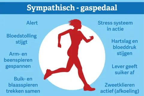 Rode silhouet van een rennende persoon, met tekst die de effecten van een **sympathisch zenuwstelsel overprikkeld** beschrijft, zoals verhoogde hartslag en alertheid.