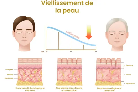Le collagène, essentiel à la jeunesse de la peau, diminue avec l'âge, causant rides et perte d'élasticité.