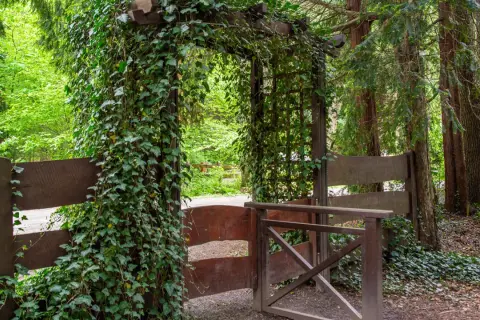 Drewniany łuk porośnięty bluszczem wita w **arboretum w Lipnie**. Ścieżka prowadzi przez otwartą bramę, otoczoną drzewami i zielenią.