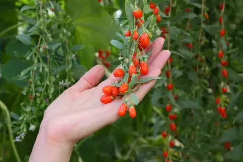 Jak sadzić jagody goji - proste kroki do udanej uprawy
