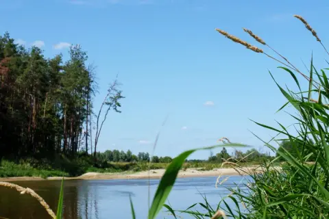 Spokojna rzeka i las sosnowy, idealne na jednodniową wycieczkę. Odkryj ciekawe miejsca 150 km od Warszawy.