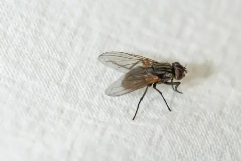 Eine Fliege auf weißem Tuch. Suche nach hausmittel gegen kleine fliegen, um sie loszuwerden.