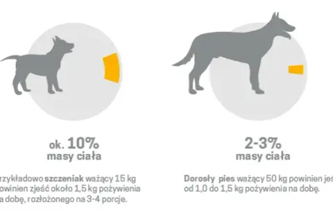 Pies a surowe mięso: Bezpieczeństwo, ryzyko, zasady BARF poradnik