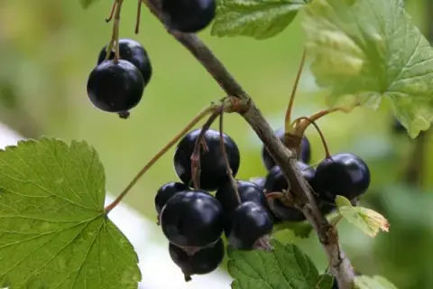Czy czarna porzeczka uczula? Sprawdź, co musisz wiedzieć o alergiach