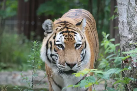 Tygrys w zoo kujawsko pomorskim, z bliska, w otoczeniu zieleni.