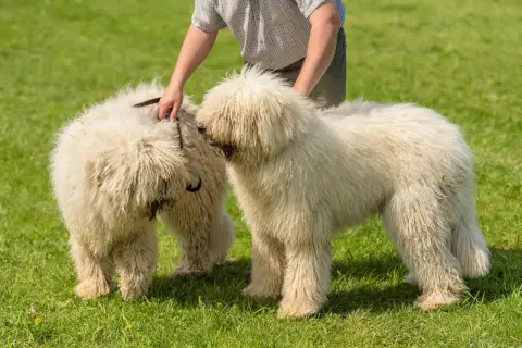 Zwei flauschige Komondor Hunde stehen auf einer grünen Wiese, während eine Hand das Fell eines Hundes streichelt.