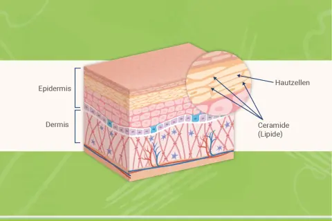Hautschichten mit Epidermis und Dermis. Nahaufnahme zeigt Hautzellen und die wichtige Ceramide (Lipide) Wirkung für die Hautbarriere.
