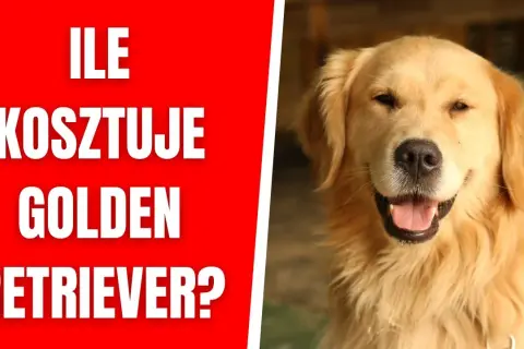 Ile kosztuje golden retriever z hodowli? Sprawdź ceny i czynniki wpływające na wybór