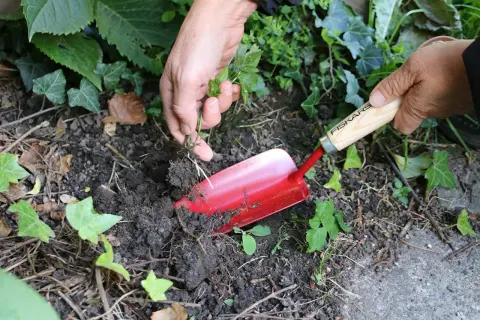 Händer rensar bort kirskål, en invasiv växt, med en röd spade i jorden.